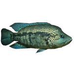 Wolf Cichlid (stewe90)