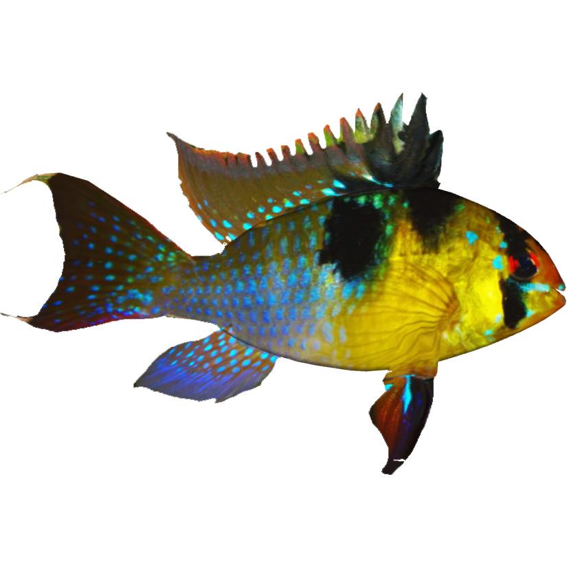 Ram Cichlid (Dycki1231) | ZT2 Download Library Wiki | Fandom