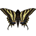 Ambient Three Tailed Tiger Swallowtail (Mika & Penguinman)