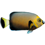 Conspicuous Angelfish (Whalebite)