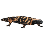 Gila Monster (Hispa Designs)