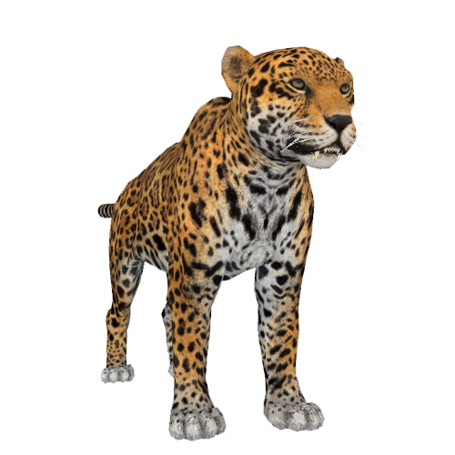 Jaguar (Aurora Designs) | ZT2 Download Library Wiki | Fandom