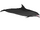 Pacific Bottlenose Dolphin (ObsidianAngst)