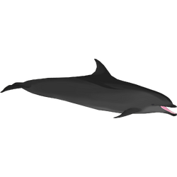 Category:Oceanic Dolphins | ZT2 Download Library Wiki | Fandom