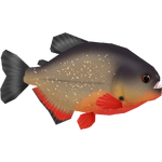 Red-bellied Piranha (Buffzoo & Rappy)