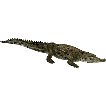 American Crocodile (Flish) | ZT2 Download Library Wiki | Fandom