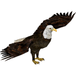 Bald Eagle (Bahia46)