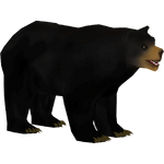 Black Bear (Stormy)