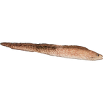 Easter Island Moray Eel (Whalebite)