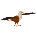 African Fish Eagle (Jules)