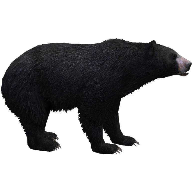 American black bear - Wikipedia