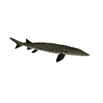 Beluga Sturgeon (Austroraptor)/Version 1