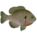 Bluegill (Thom)