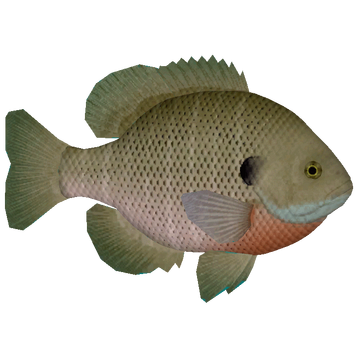 Bluegill DWO