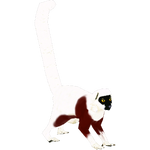 Coquerel's Sifaka (Colonel Swampert)
