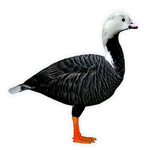 Emperor Goose (Freaki)