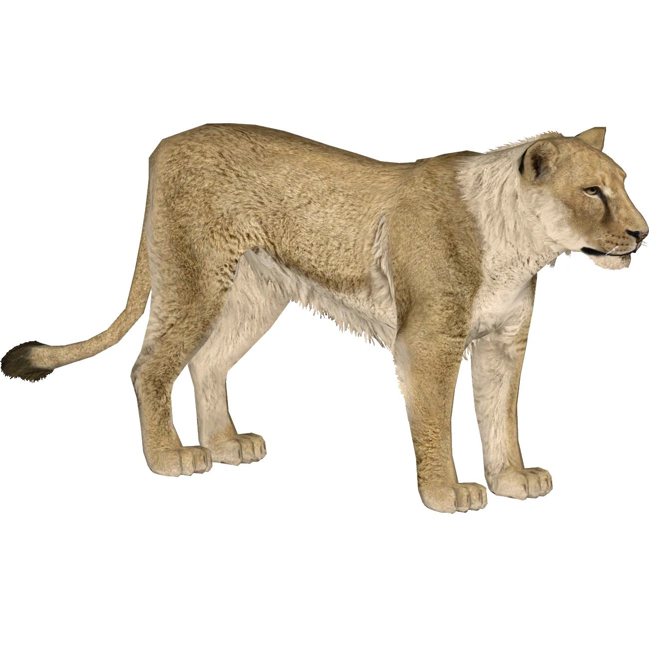 Cave Lion (Blue Fang) | ZT2 Download Library Wiki | Fandom