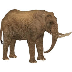 Category:Elephants | ZT2 Download Library Wiki | Fandom