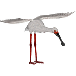 African Spoonbill (Ron)