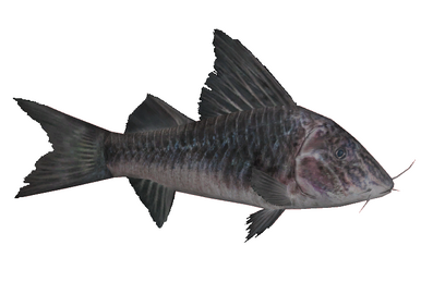 CAT FISH ソフビ Long-spine Porcupinefish (Zerosvalmont) | ZT2 Download