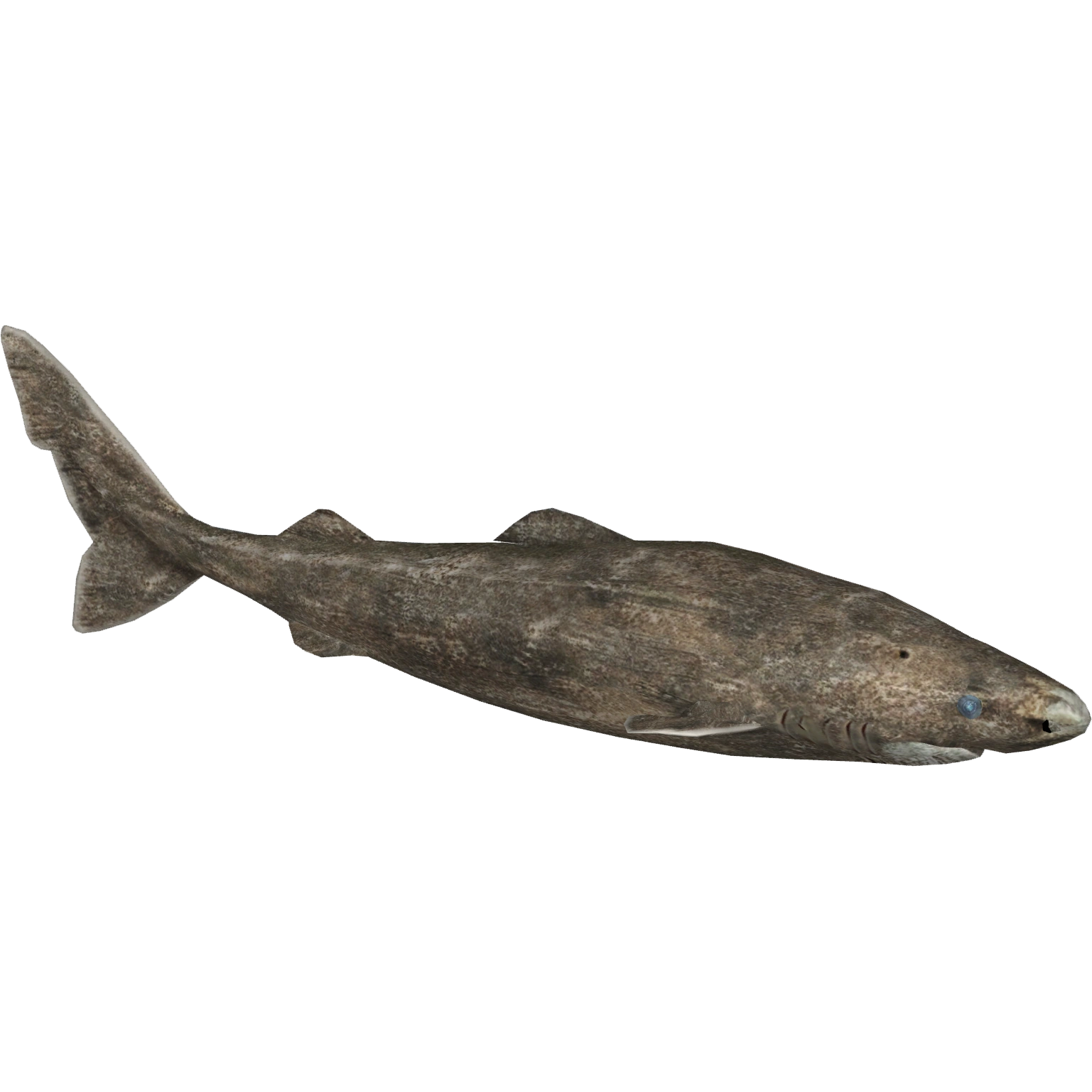 Greenland Shark (Zoker) | ZT2 Download Library Wiki | Fandom