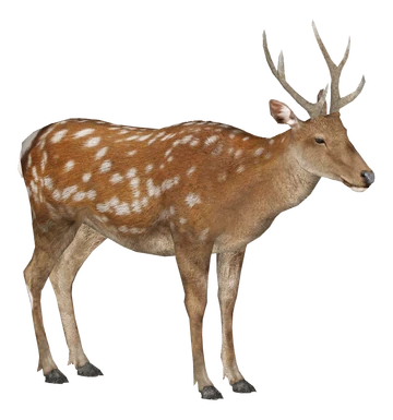 辰巳ジン　六ノ里 WILD DEER YouTube