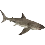 Great White Shark (Zerosvalmont)/Version 2 (469 KB) Great White Shark (Zerosvalmont)/Version 2