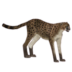 American Cheetah (Dinosaur & Tamara Henson)
