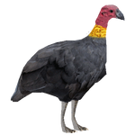 Australian Brushturkey (Jules)