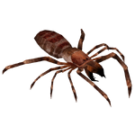 Camel Spider (Tyranachu)