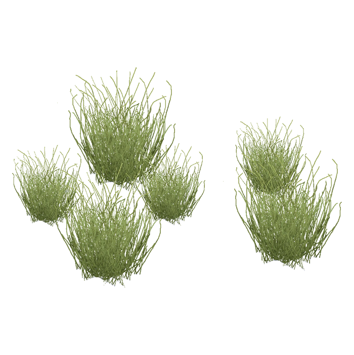 Desert Grass (Bohemian Rhapsody) | ZT2 Download Library Wiki | Fandom