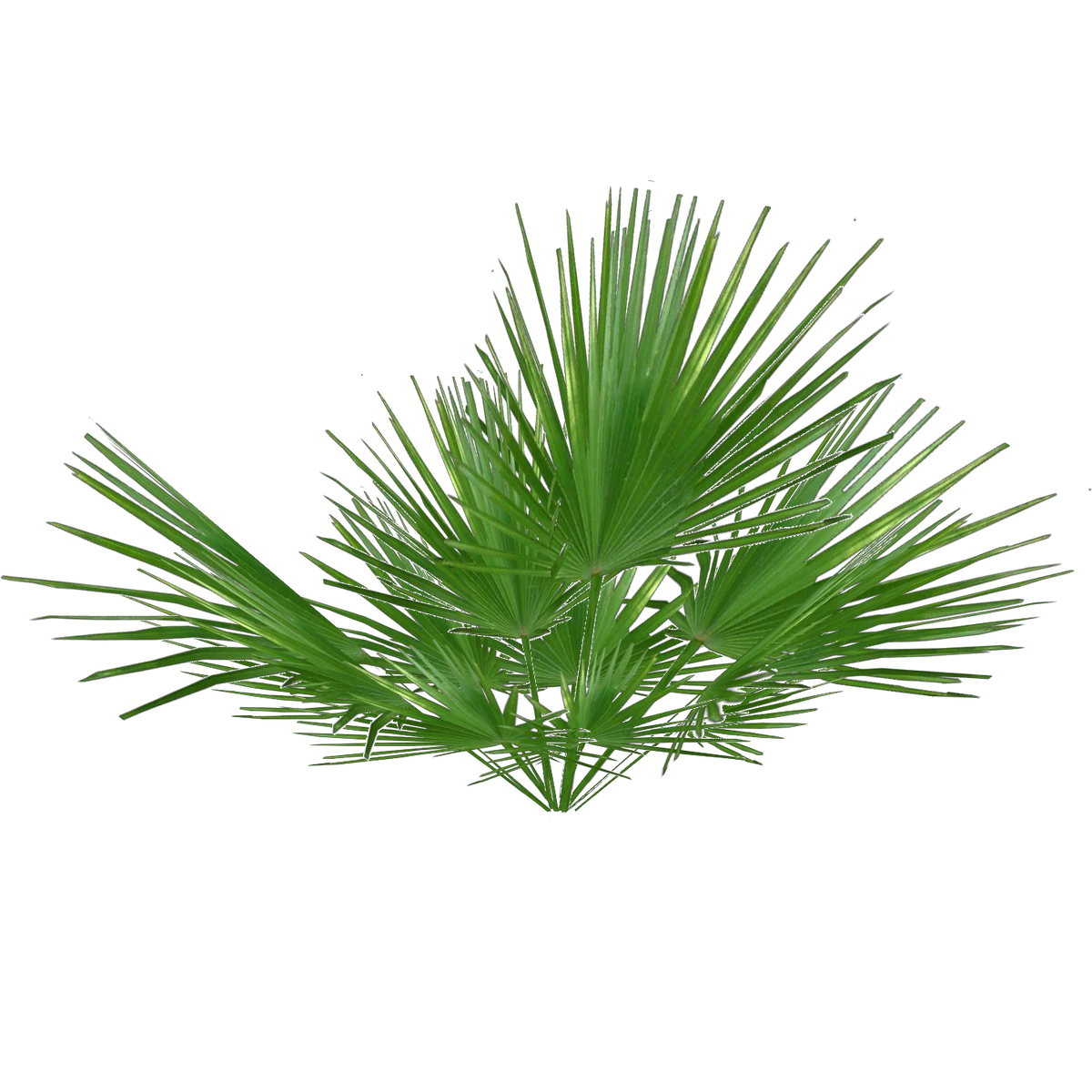 Saw Palmetto (Iben) ZT2 Download Library Wiki Fandom