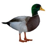 Mallard (Purple Monkey)