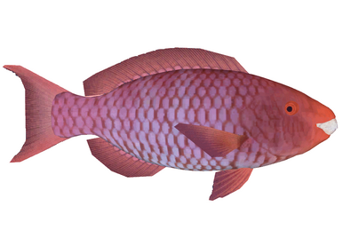 Siamese Tigerfish (Thom), ZT2 Download Library Wiki
