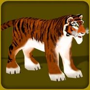 Siberian Tiger