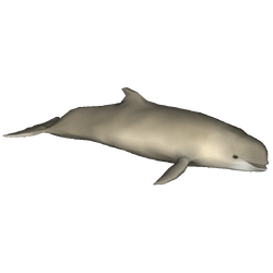 Category:Oceanic Dolphins | ZT2 Download Library Wiki | Fandom