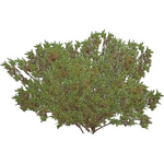 Diamondleaf Willow (Iben)