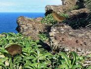 Stephen island wrens by thehuialord-da0yzp5