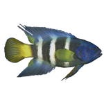 Eastern Blue Devil Fish (Thom)