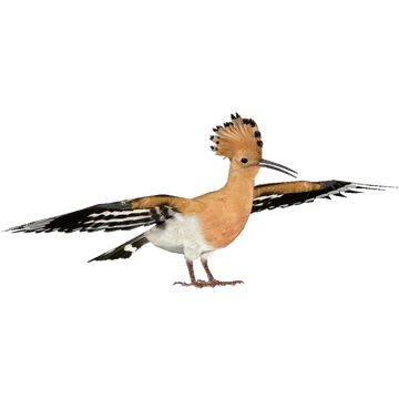 Hoopoe (HENDRIX) | ZT2 Download Library Wiki | Fandom