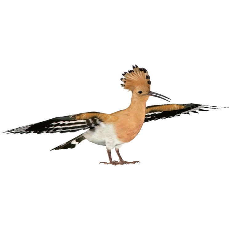Hoopoe (HENDRIX) | ZT2 Download Library Wiki | Fandom