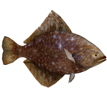 Pre-Flatfish (Imago)