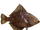 Pre-Flatfish (Imago)