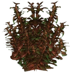 Red Ludwigia (Z-Studio) (211 KB) Red Ludwigia (Z-Studio)