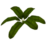 Banana Leaf (Fauna)