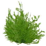 Fontinalis antipyretica (PaJaS30) (862 KB) Fontinalis antipyretica (PaJaS30)