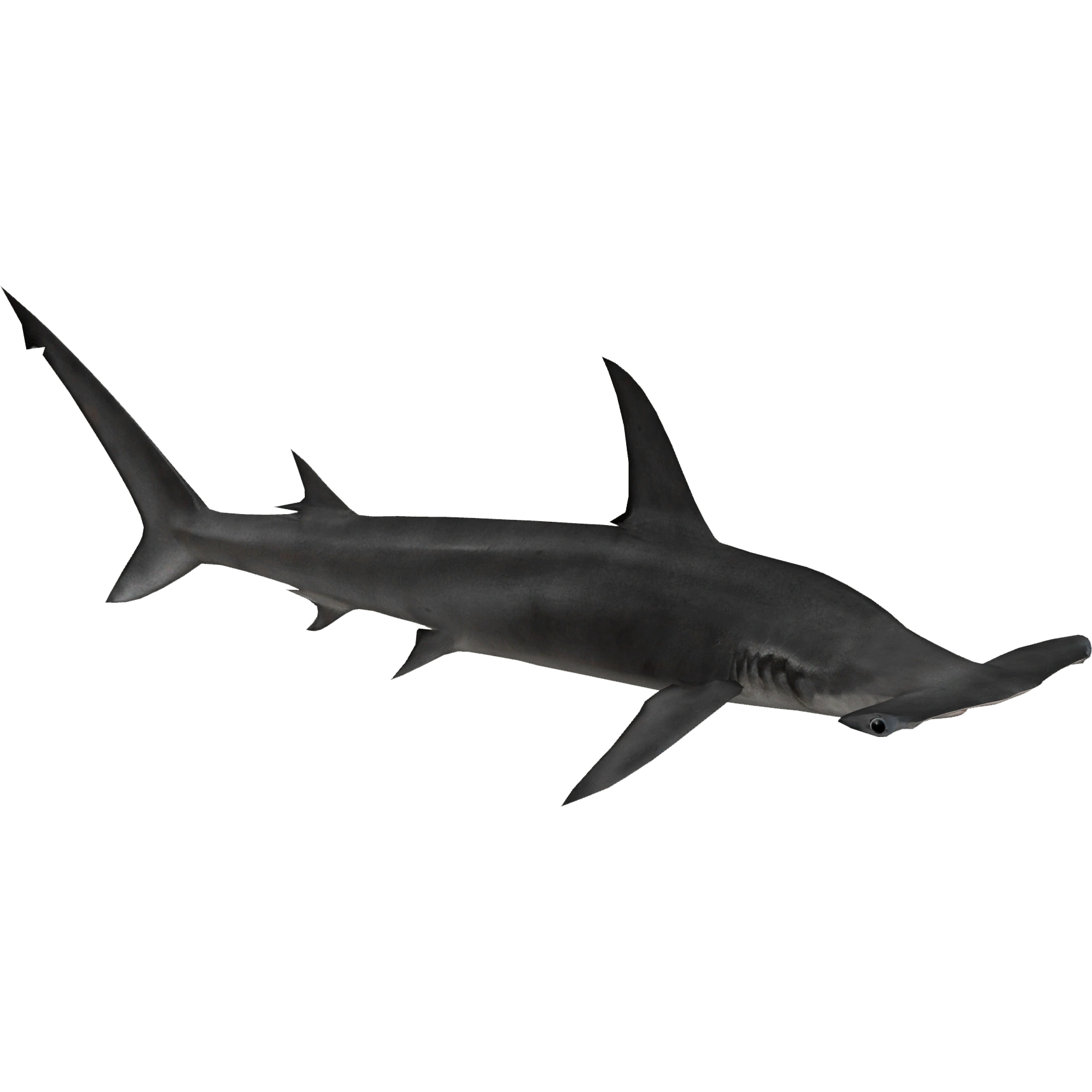 Great Hammerhead Shark Zerosvalmont Zt2 Download Library Wiki Fandom