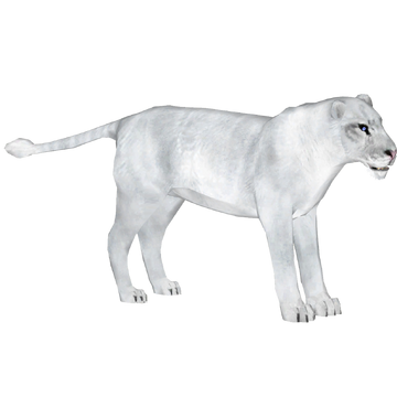 White Lion (Zoo Tycooner FR) | ZT2 Download Library Wiki