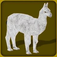 Llama