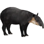 Baird's Tapir (Dwyqyjt) (329 KB) Baird's Tapir (Dwyqyjt)